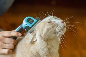 Best Cat Brushes : Pet Neat Pet Grooming Brush