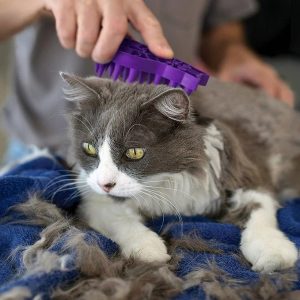 Best Cat Brushes : Kong Zoomgroom Cat Brush