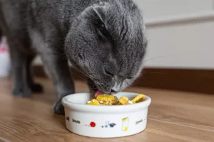 Best Cat Food for Allergies